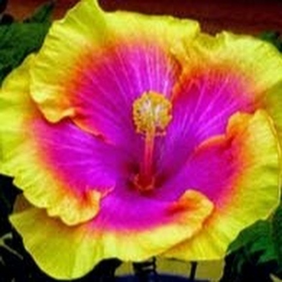 Meet your Posher, Carly - Picture 1 of 1